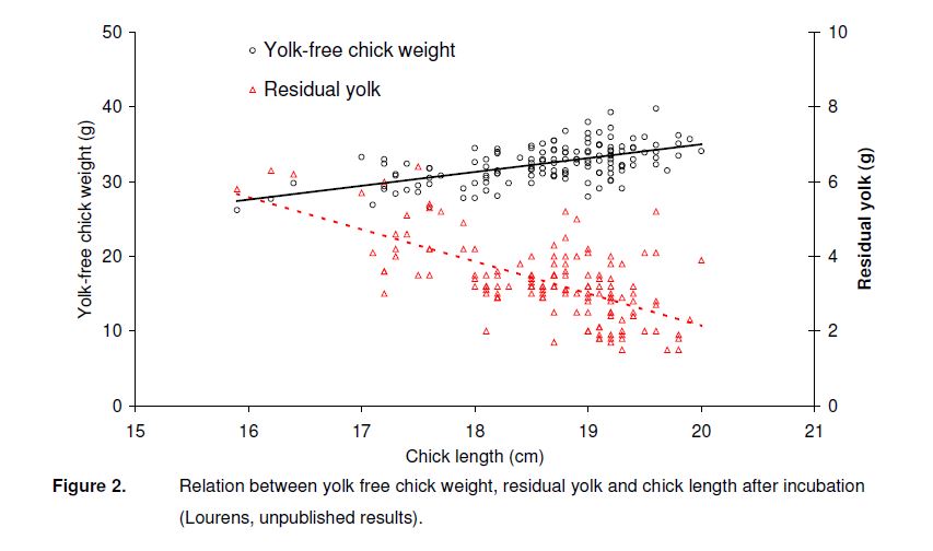 chicklength2