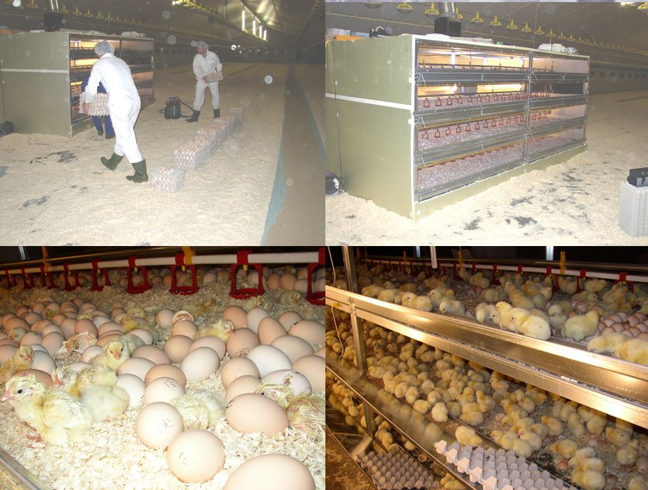 Hatching Egg Cleaner - Valley Hatchery